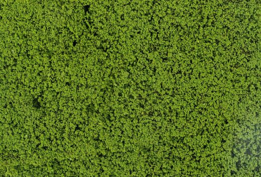 Faller 181625 Blätterfoliage, maigrün (Spur H0)