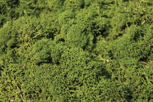 Heki 3234 Islandmoos mittelgrün 250 g