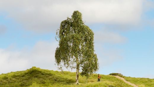 NOCH 20120 Hängebirke, 18 cm hoch (Spur H0)