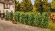 NOCH 21547 Thuja-Hecke (Spur H0)