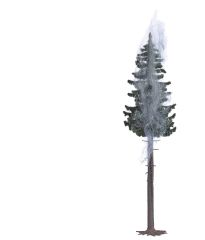 Busch 5431 Blitzfichte H0 (Spur H0)