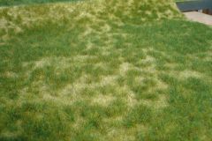 Heki 1842 realistic Wildgras Sommergras (Spur H0)