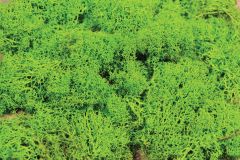 Heki 3219 Islandmoos hellgrün 75 g (Spur H0)