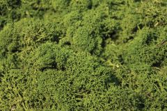 Heki 3234 Islandmoos mittelgrün 250 g