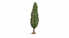 NOCH 20130 Pappel, 18 cm hoch (Spur H0)