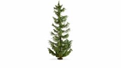 NOCH 20191 Fichte, 22 cm hoch (Spur H0)